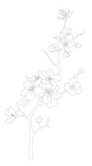 Black linear apple blossom branch isolated on a white background. Contour picture. Contour drawing.