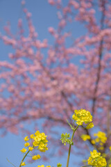 菜の花と河津桜