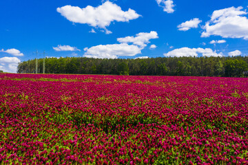 Fototapeta na wymiar Crimson clover field