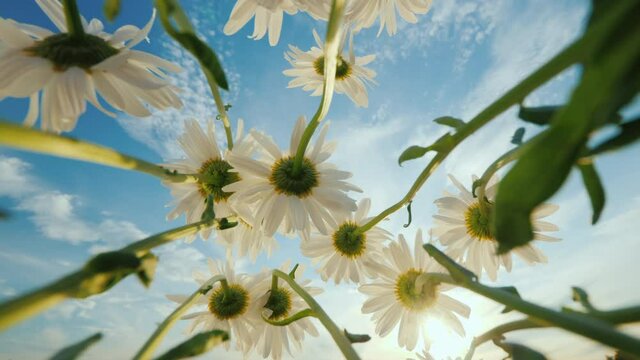 Low angle shot: Daisies grow on a meadow, sway against the blue sky. 4k video