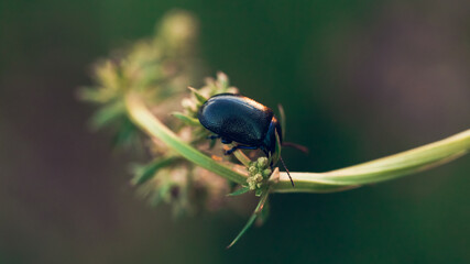 Black Dor beetle on green stem in Summer