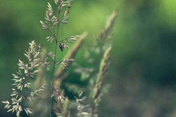 Abstract summer background with flowering grass