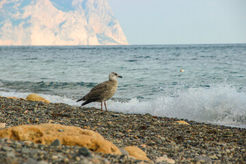 seagull on the beach