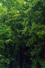 Fototapeta premium Lush green foliage in summer forest.
