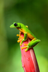 Gliding tree frog (Agalychnis spurrelli) is a species of frog in family Hylidae. It is found in Colombia, Costa Rica, Ecuador, and Panama.