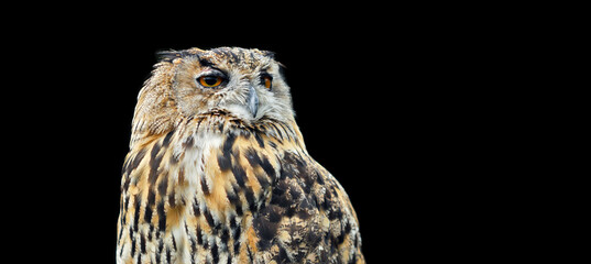 Orange eyed Eagle Owl on a studio background