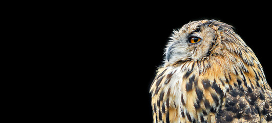 Orange eyed Eagle Owl on a studio background