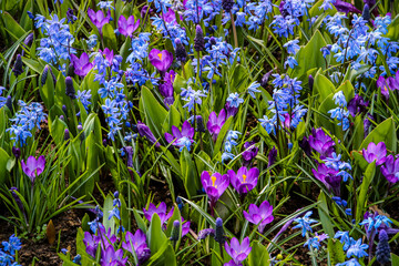 Violet crocus, blue scilly, violet muscari spring flowers field