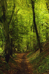 Hike trail in lush green forest.