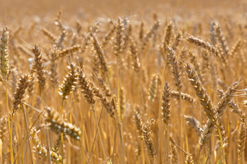 Wheat field. Ears of golden wheat. The concept of a rich harvest, agro-industrial complex, farming. golden spikelets of ripe wheat in the field close-up. blurred background. soft selective focus