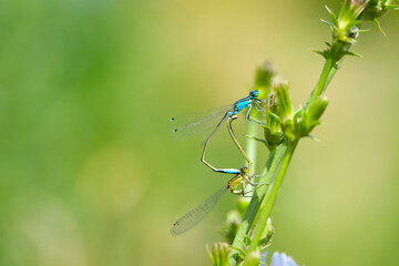 Coenagrion puella. two dragonflies on a green branch, place for text. a pair of dragonflies mate in a bright and green natural environment. close-up. light green background. blue and yellow dragonfly