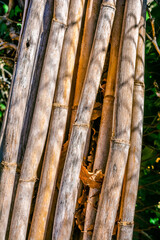 Fototapeta premium dry reeds in the woods