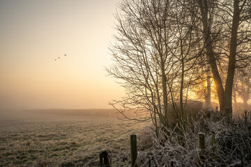 Beautiful misty winter dawn breaking over countryside nature reserve with wild birds flying in the sky.  Frost on grass of meadow and golden sunlight shining through fog.