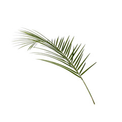 Lush green branch of palm isolated on white