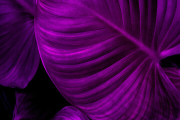 closeup nature view of purple leaves background, dark nature concept