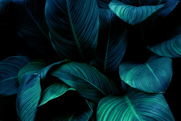 Fototapeta na wymiar Full Frame of Green Leaves Texture Background. tropical leaf