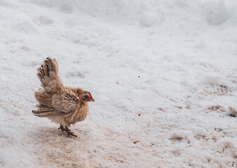 a small chicken is looking for grains of fodder under the blanket of snow