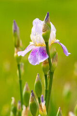 Spring white iris