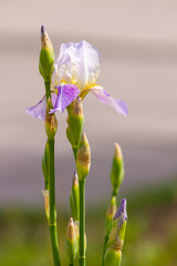 Spring white iris