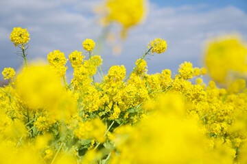菜の花