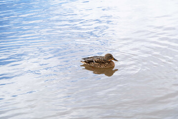 A female duck swimming in a water