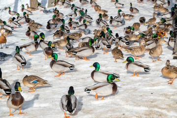 Fototapeta premium A flock of ducks walking on a snow