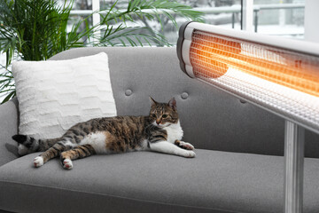 Cute cat on sofa near modern electric infrared heater indoors