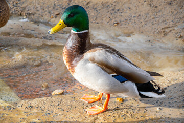 Close up of a mallard drake. Wild duck on a sand