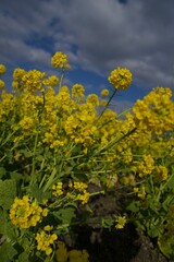 菜の花