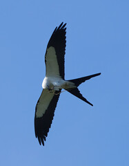 Swallowtail kites Elanoides forficatus flies across a blue sky with Eastern ribbon snake (Thamnophis sauritus) in it’s beak as it flies and eats it