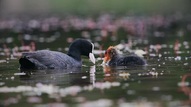 coot feeds chick on a forest lake