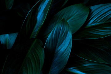 Full Frame of Green Leaves Texture Background. tropical leaf