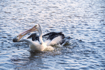 Australian Pelican Pelecanus conspicillatus with big black and yellow eyes. Australia