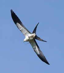 Swallowtail kites Elanoides forficatus flies across a blue sky with Eastern ribbon snake (Thamnophis sauritus) in it’s beak as it flies and eats it