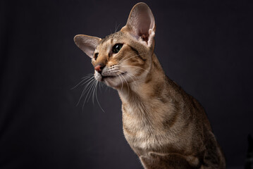Oriental tabby cat on a black background.