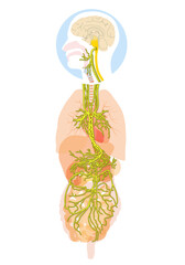 Brain with activated vagus nerve and human organs, medically Illustration