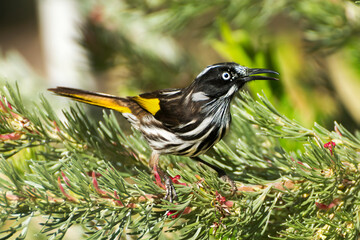 New Holland Honeyeater - Phylidonyris novaehollandiae - Australian bird with yellow color in the...
