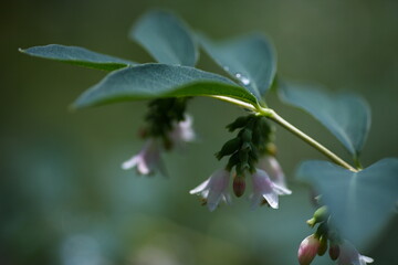 Beautiful green background for web design. Wallpaper. Screen. Nature.