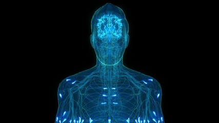 Human Brain and Nervous system