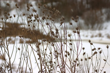 dry vegetation on a snowy winter background