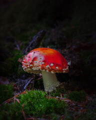 Amanita Muscaria