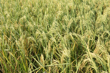 Vidisha / India 17 October 2017 Green Rice plant in rice field at Vidisha  Madhya Pradesh India