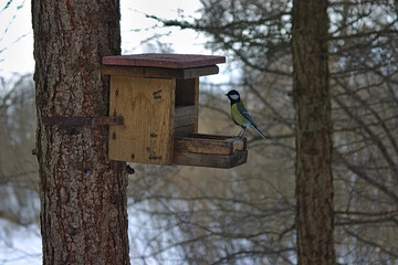 titmouse at the feeder for the birds