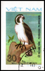 Postage stamp issued in the Vietnam with the image of the Pied Falconet, Microhierax melanoleucos. From the series on Birds of Prey, circa 1982