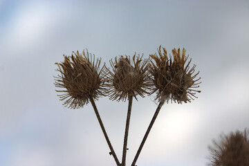 three dry prickly thistle heads in winter