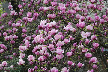Spring flowers background. Pink beautiful magnolia flowers blossom