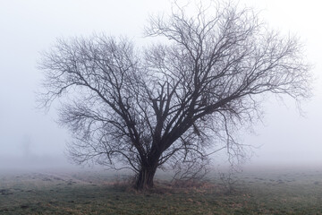 Obraz na płótnie Canvas Alter Baum im Nebel an der Paar bei Schrobenhausen