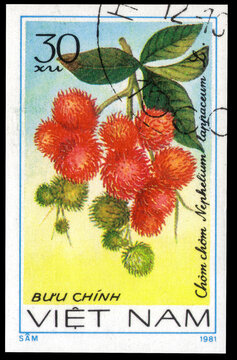 Postage stamp issued in the Vietnam with the image of the Rambutan, Nephelium lappaceum. From the series on Fruits, circa 1981