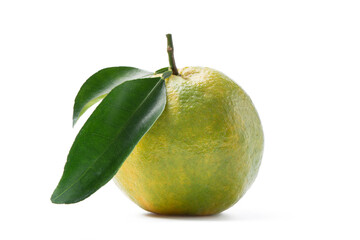 Beautiful immature green tangerine isolated on white background.