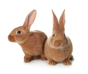 Obraz premium Cute bunnies isolated on white. Easter symbol